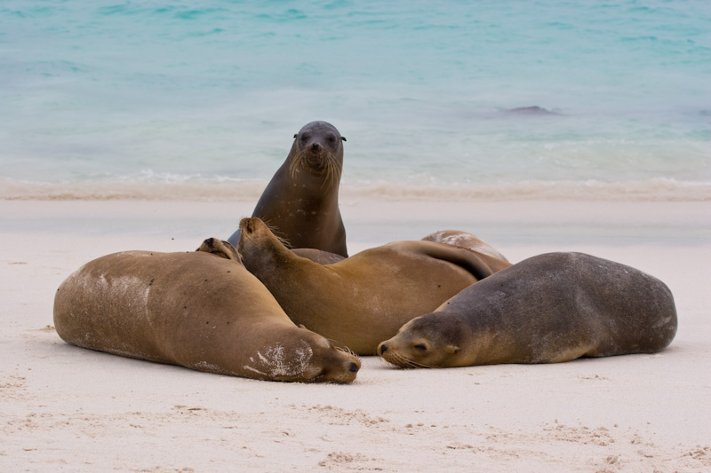 Galápagos Sealions On Beach